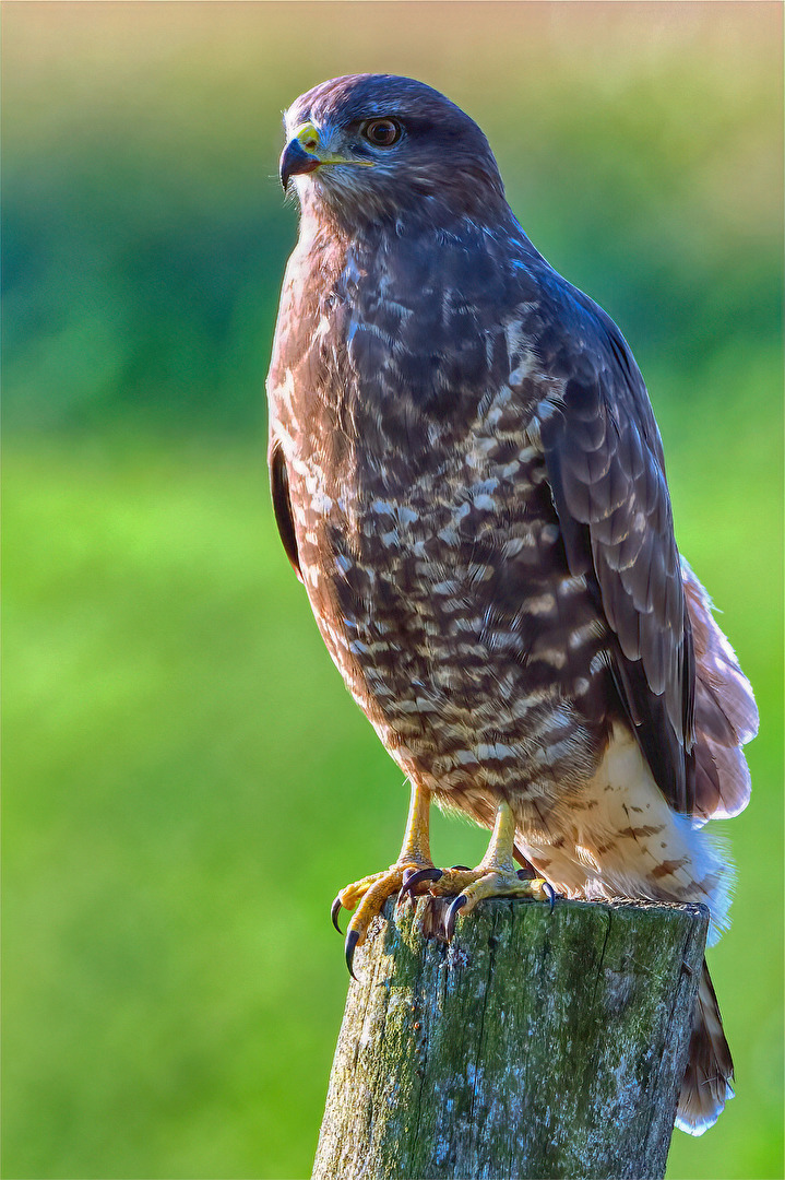 Mäusebussard