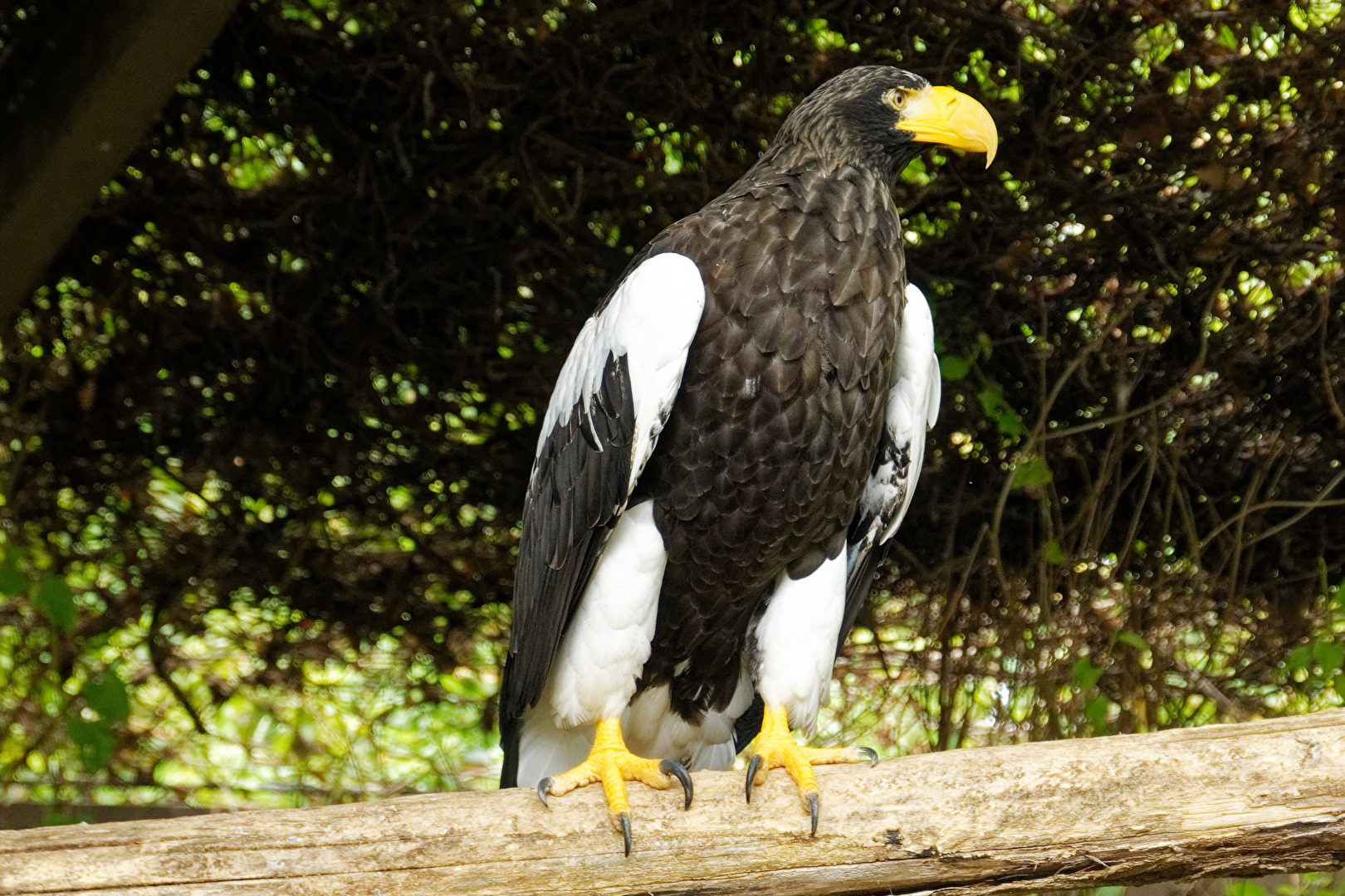 Riesenseeadler