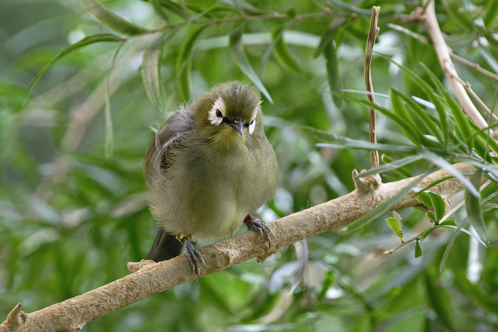 Kilimandscharo-Bergbrillenvogel