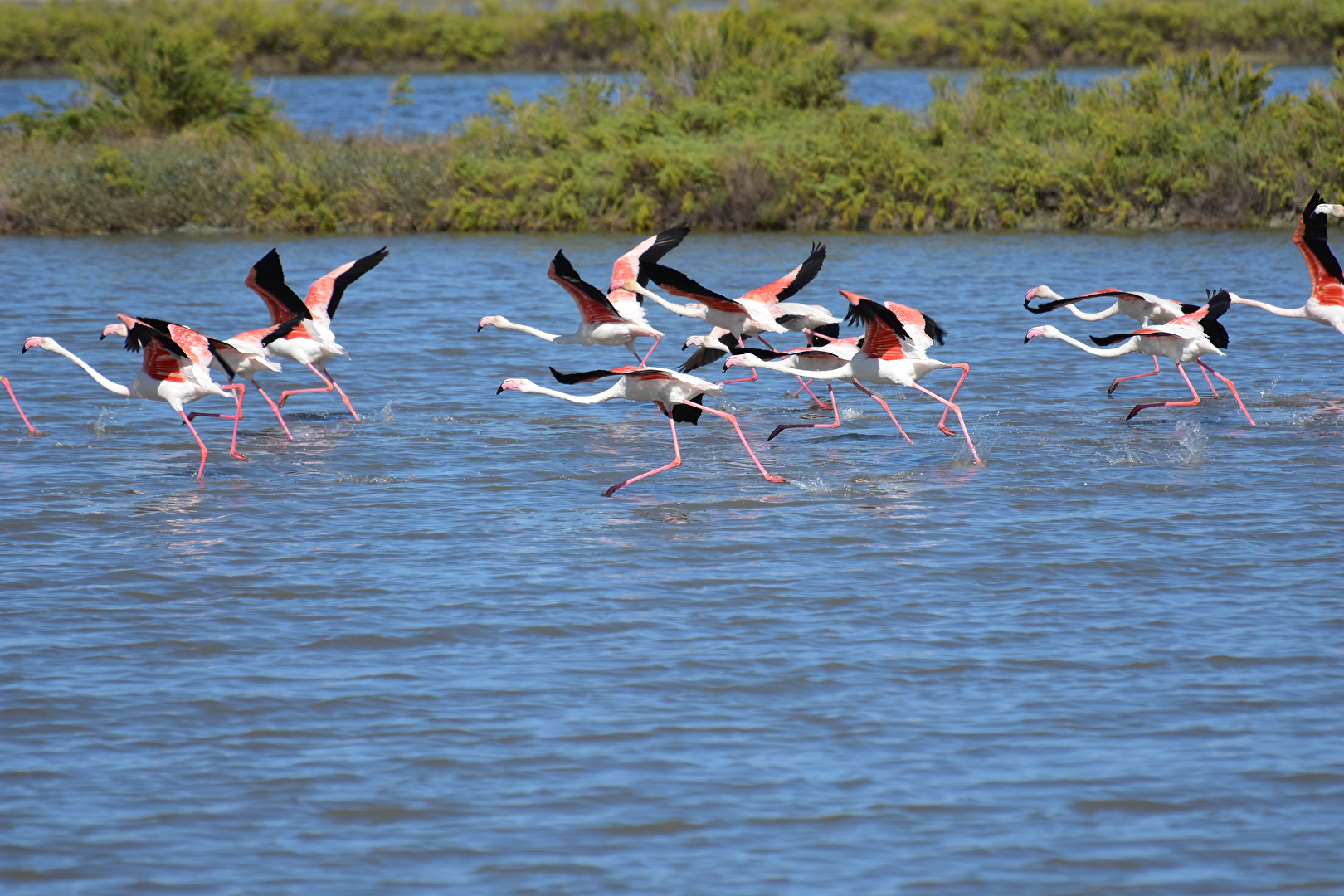 Flamingos in den Salinen von Cervia, Emilia Romagna, Italien.