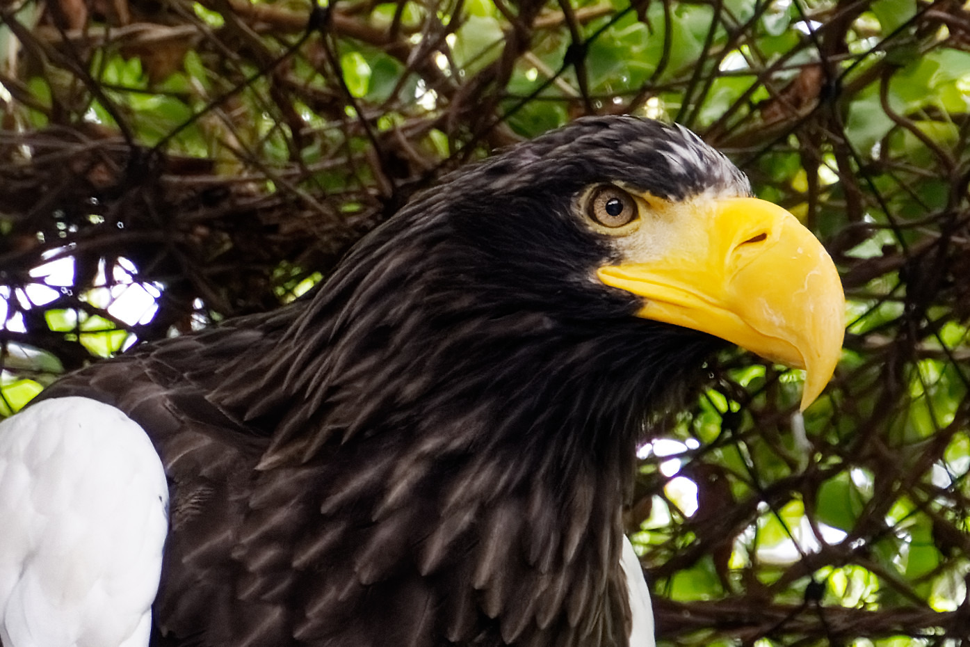 Riesenseeadler