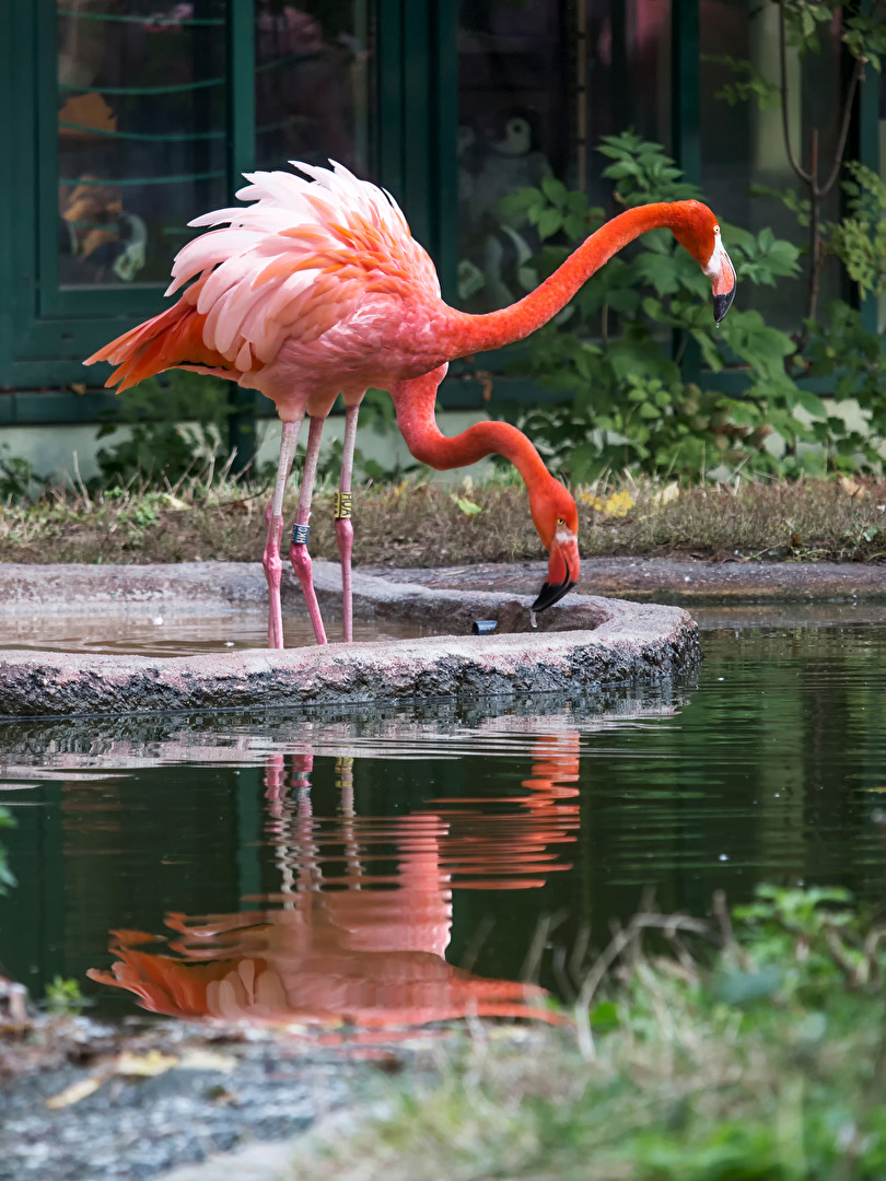 roter Flamingo