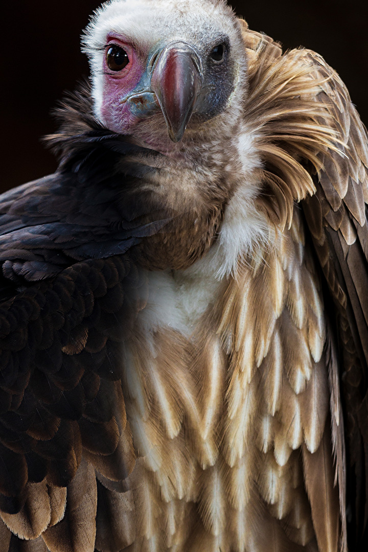 komischer Vogel