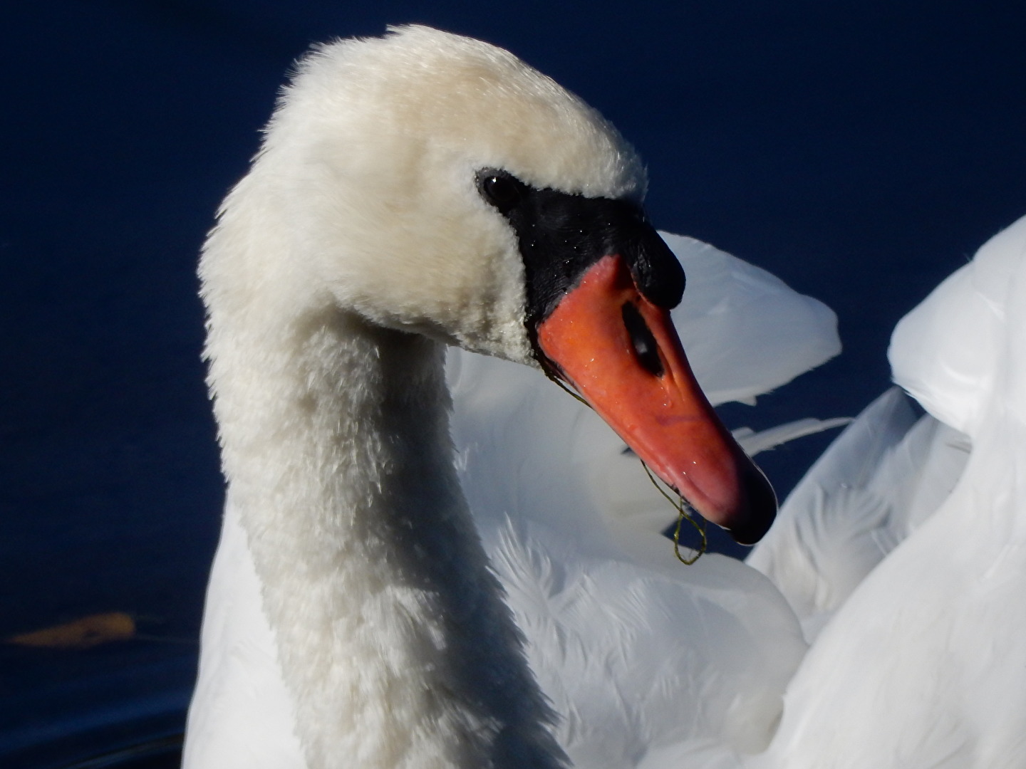 wenn ein Schwan zieht