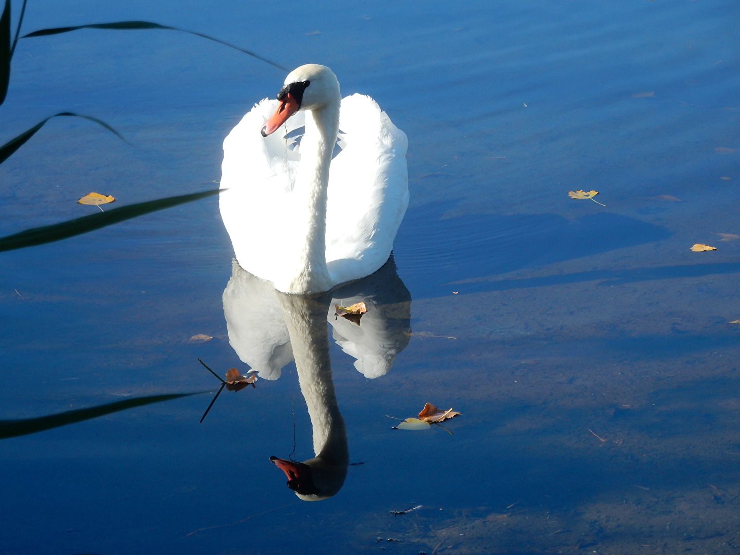 wenn ein Schwan zieht
