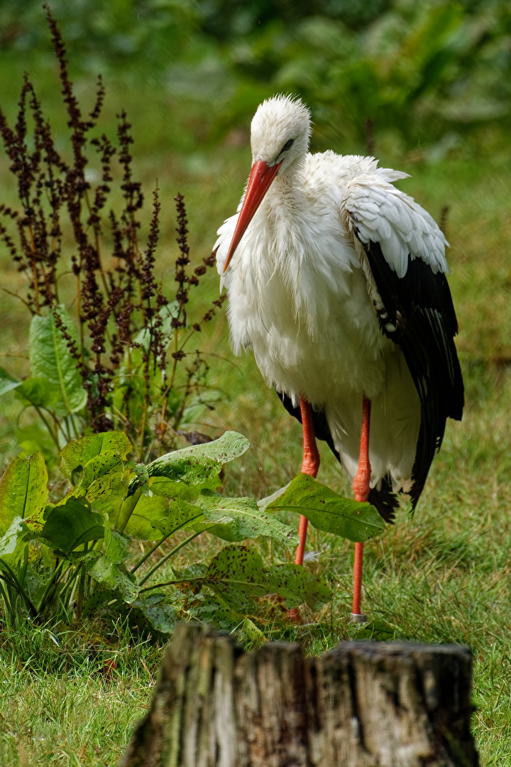 Storch