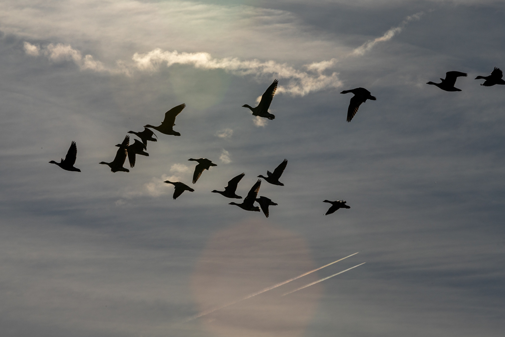 Im Gänseflug