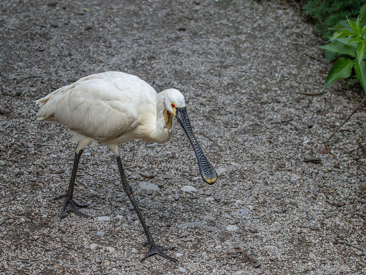 junger Löffler freilaufend