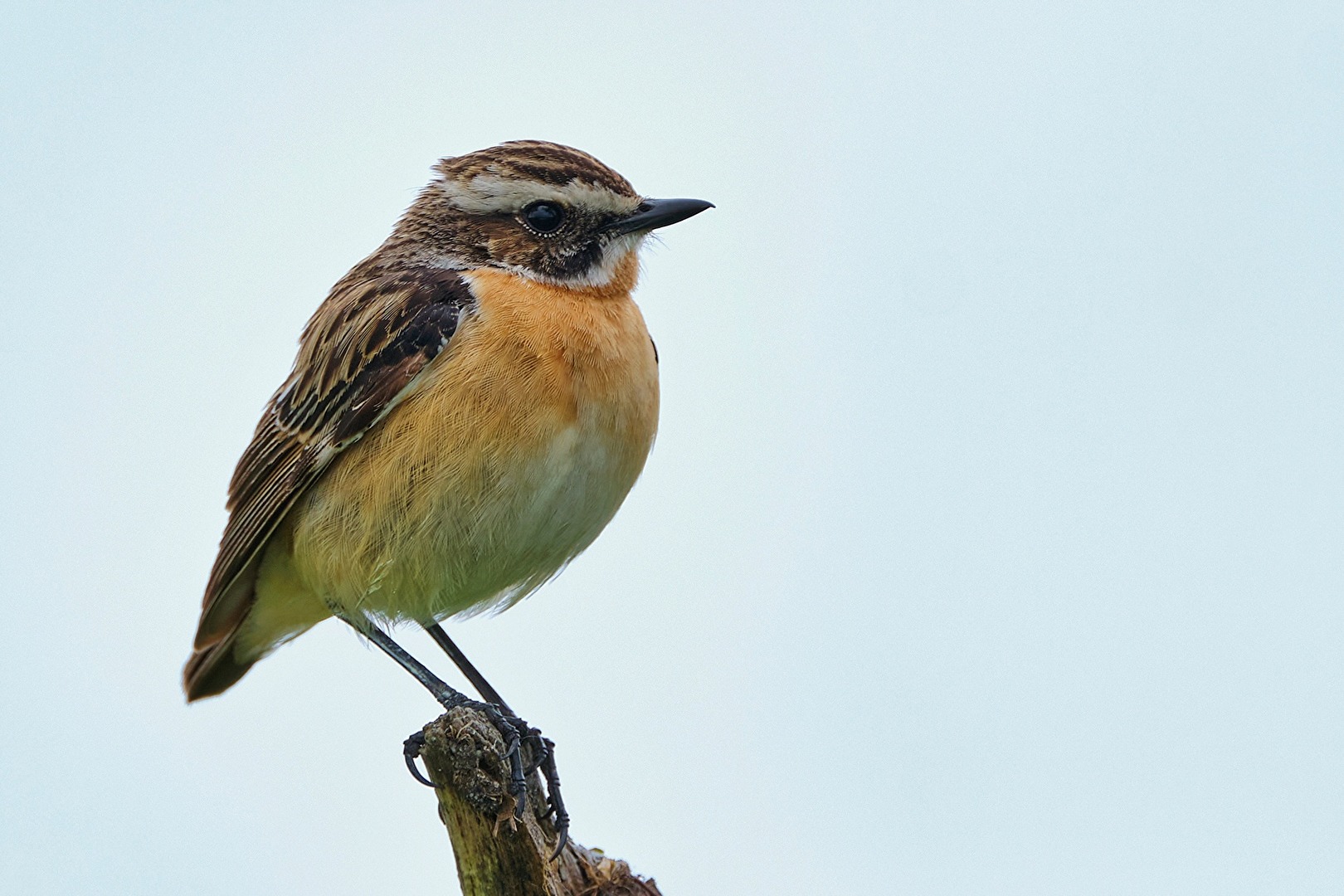 Braunkelchen Vogel des Jahres 2023