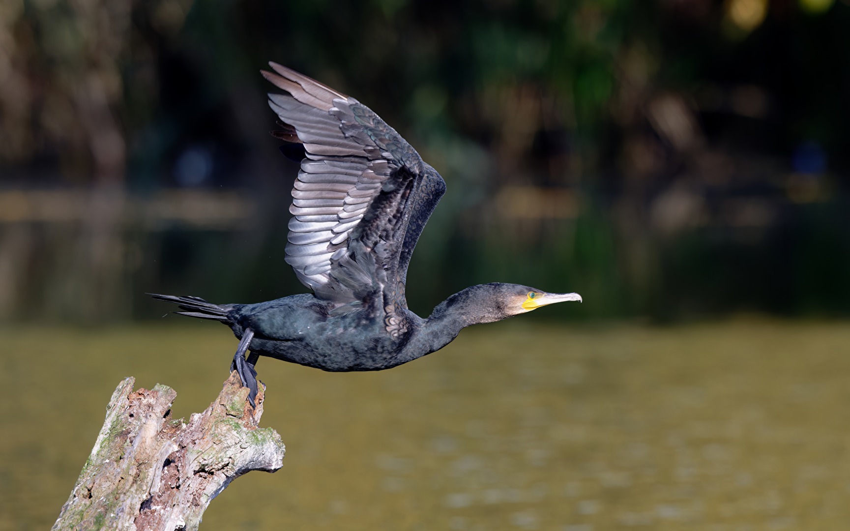 Startender Kormoran