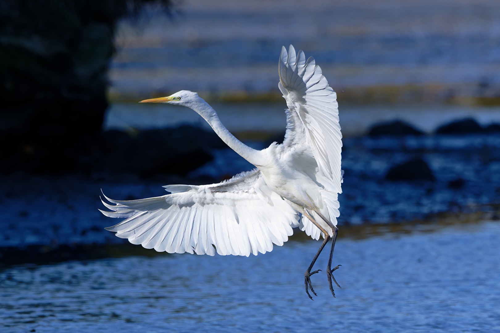 Silberreiher im Landeanflug