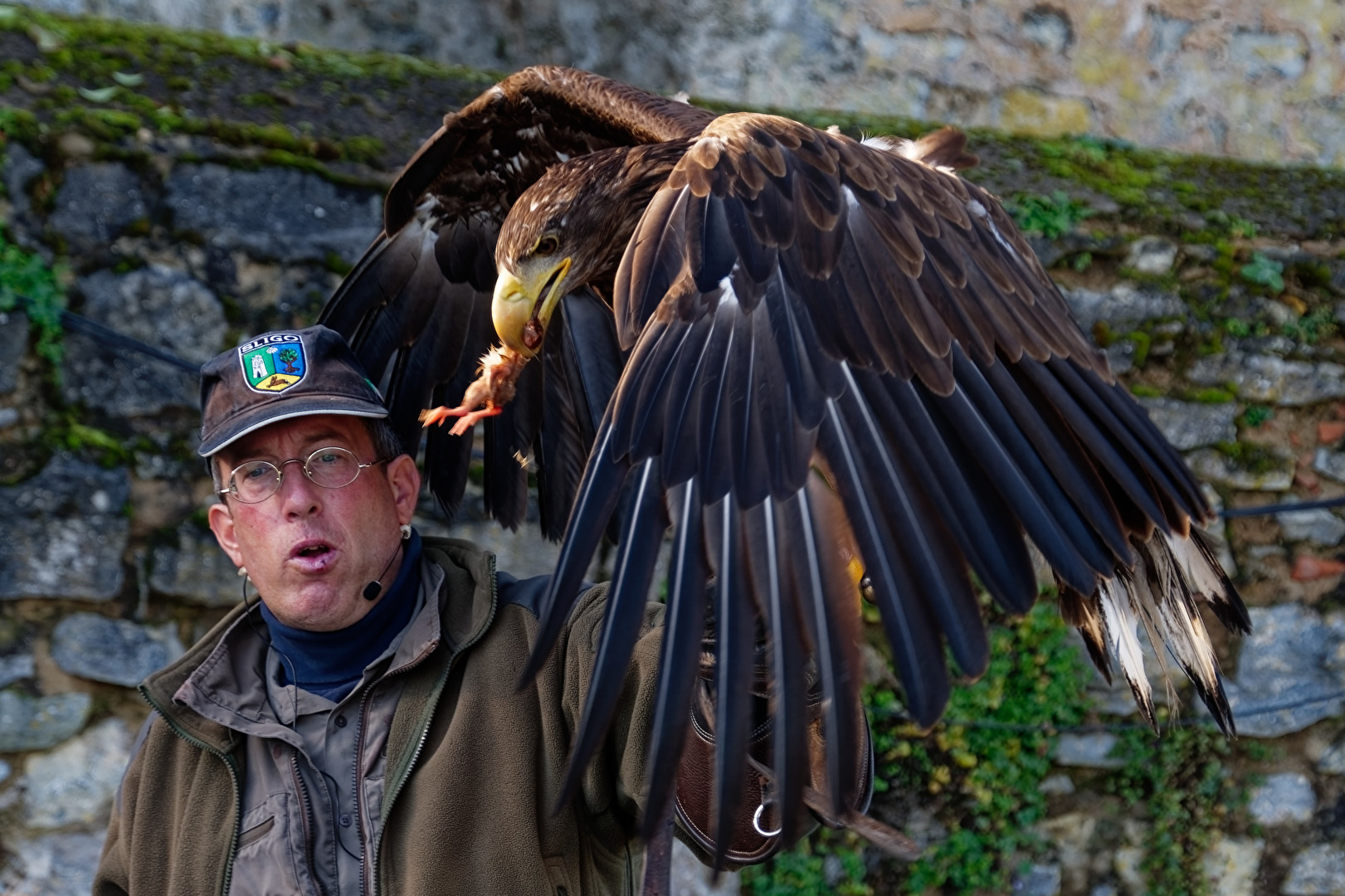 Steinadler
