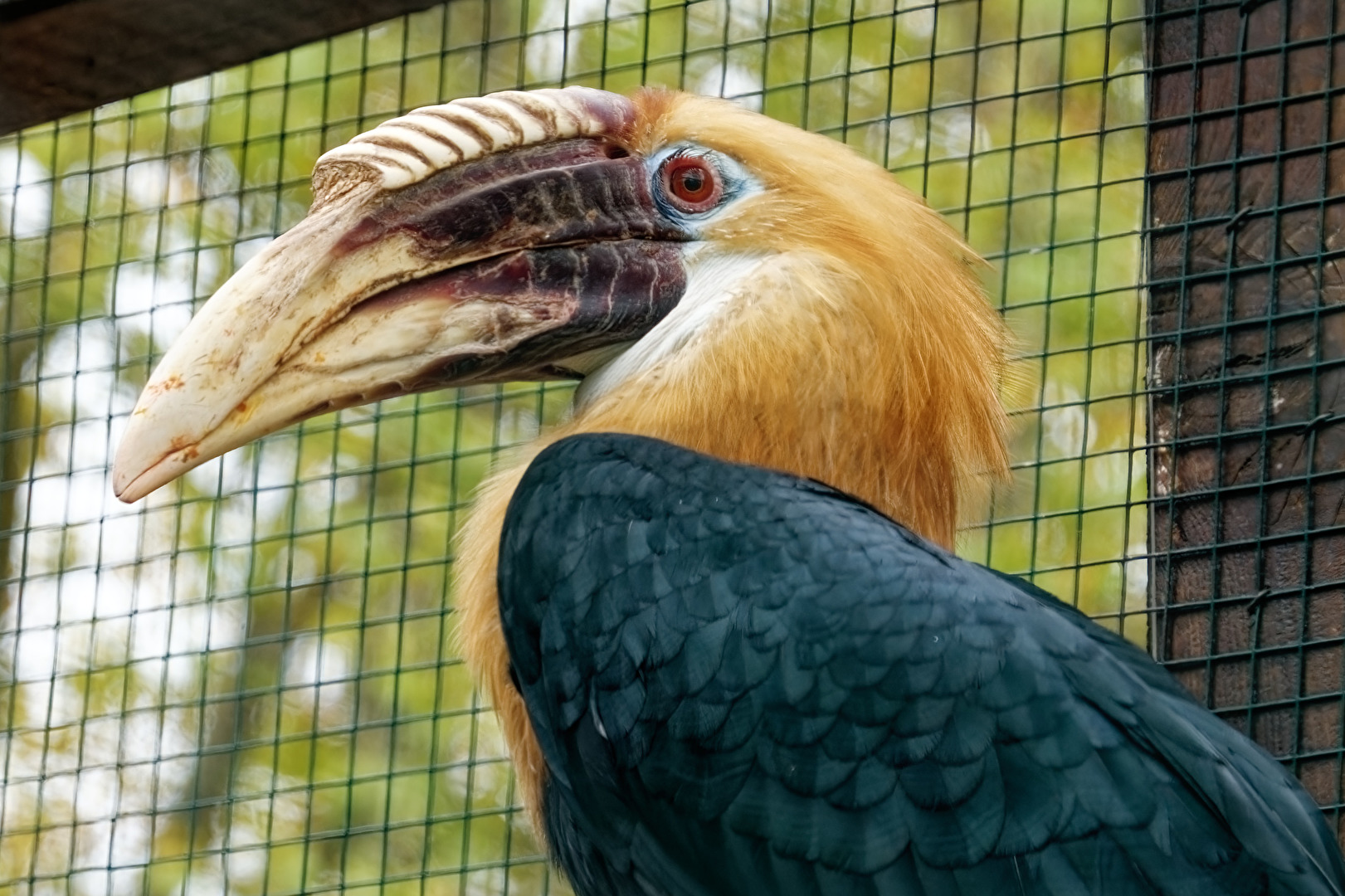 Papuahornvogel