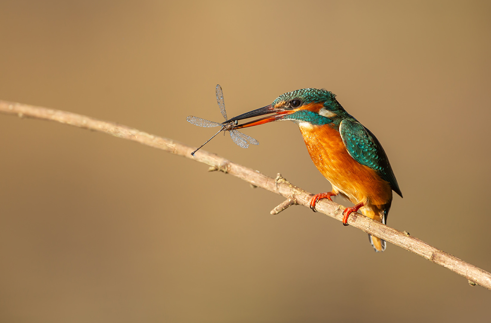 Eisvogel