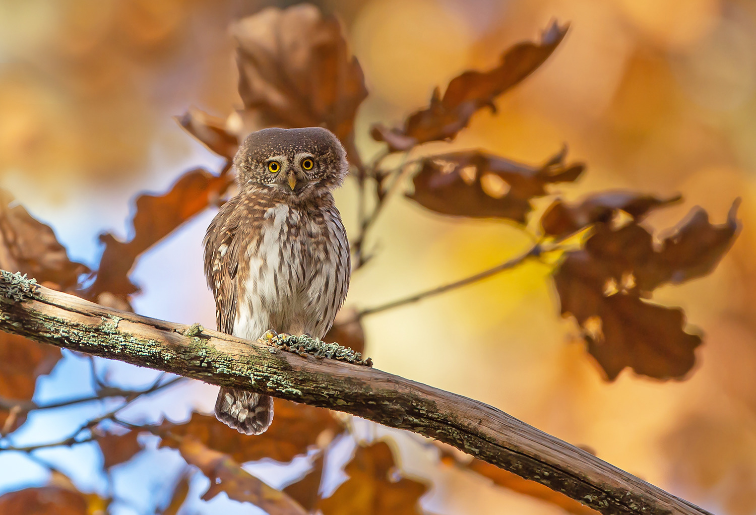 Sperlingskauz (Glaucidium passerinum)