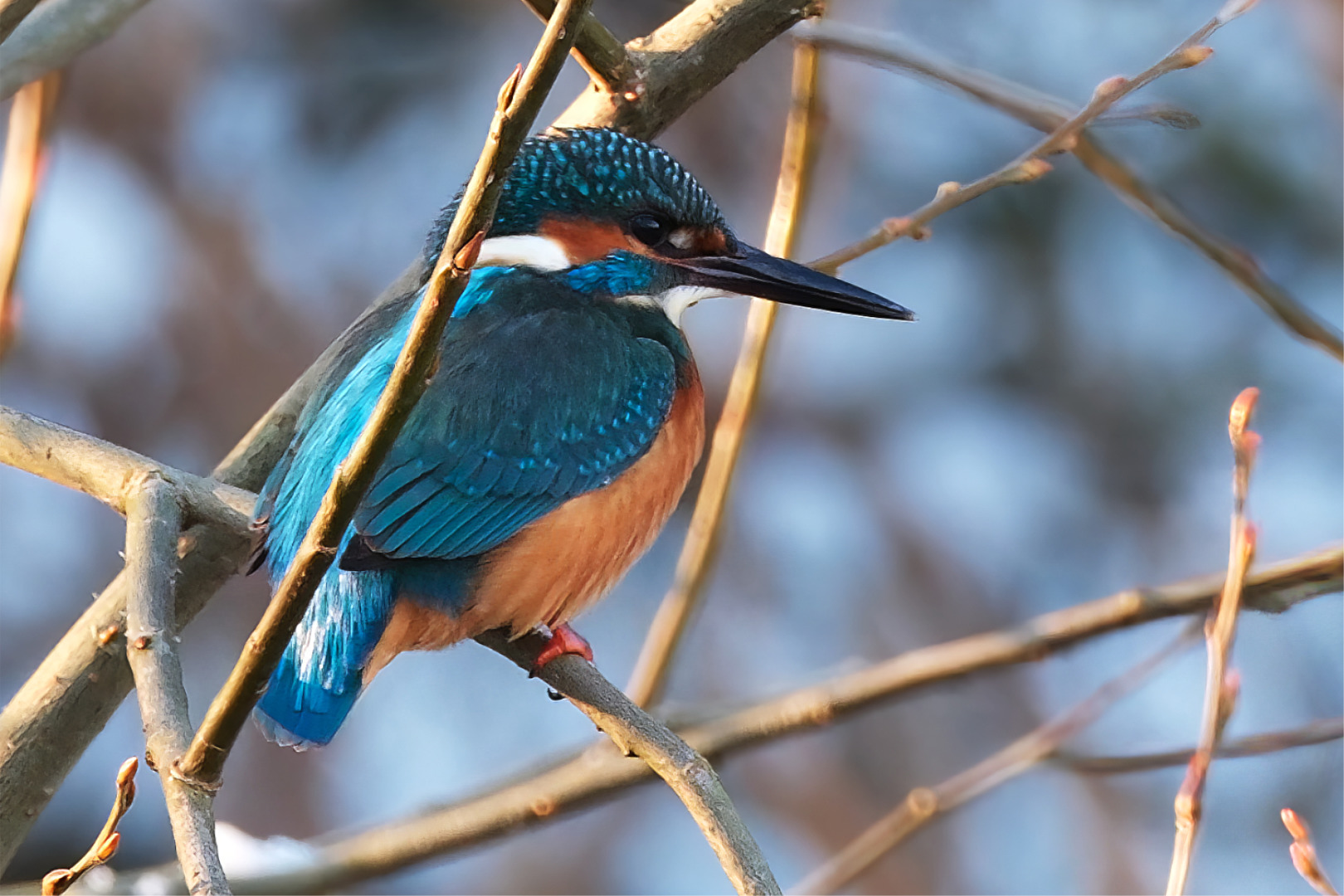 Erfolgreiche Eisvogel Jagd