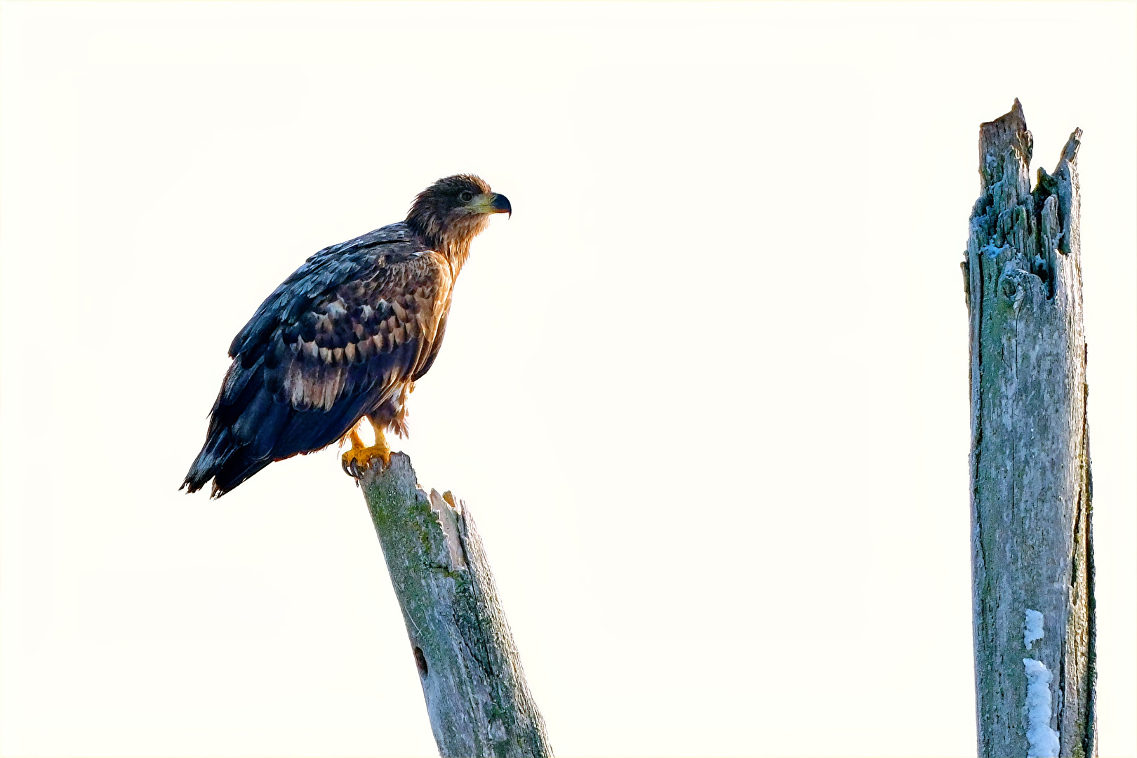 Seeadler Jungvogel