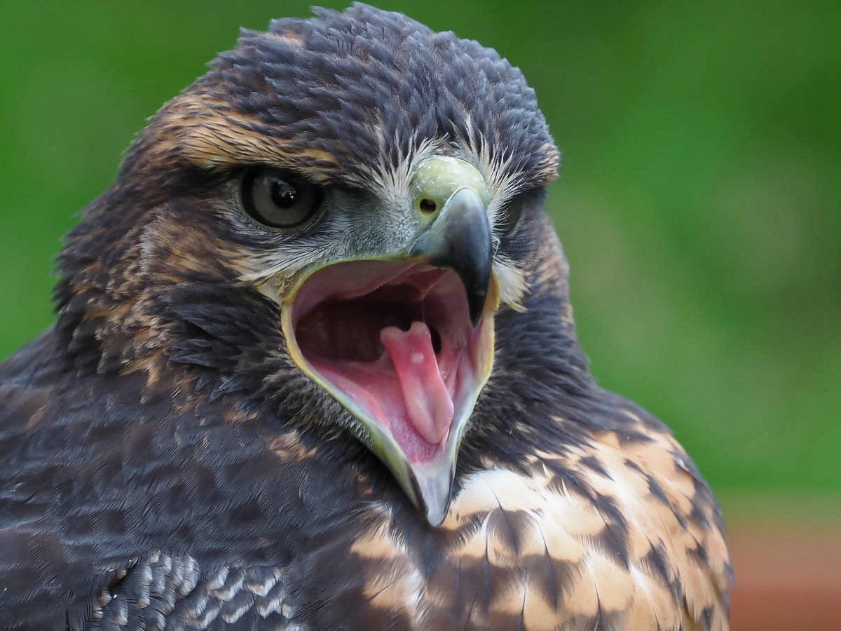 Blaubussard Portrait