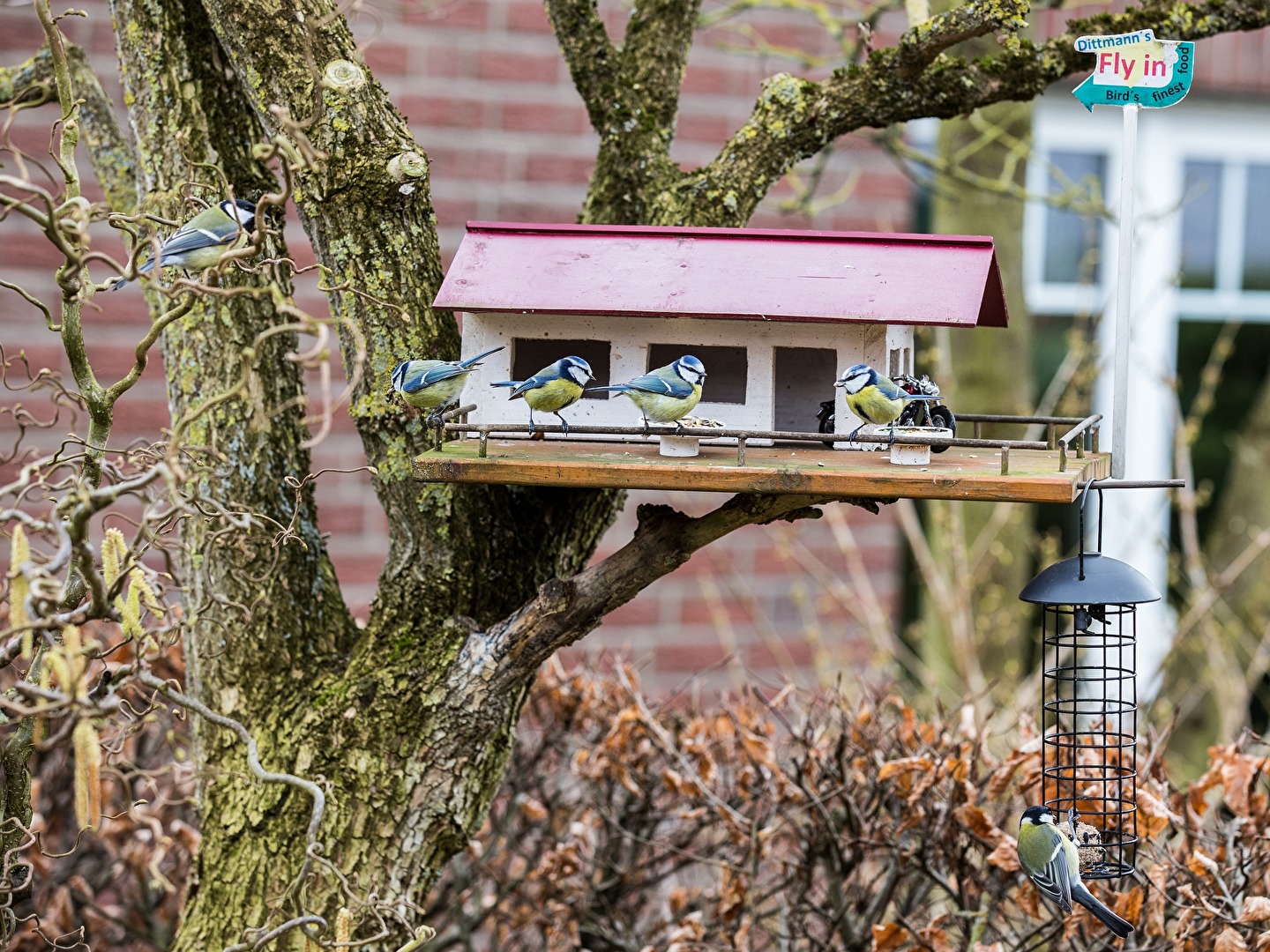 #Vogel im Café #Vogelfütterung