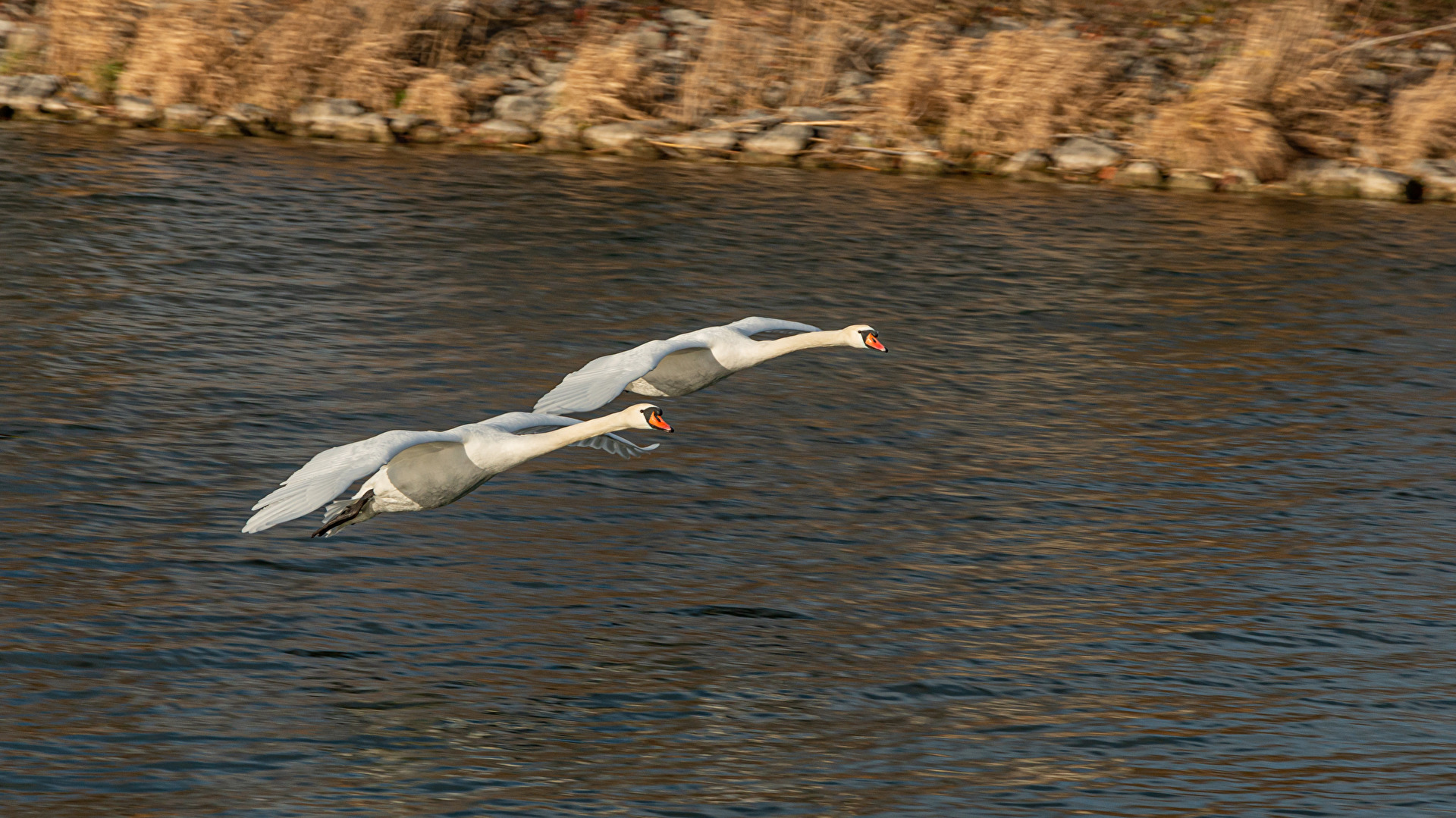 Vögel