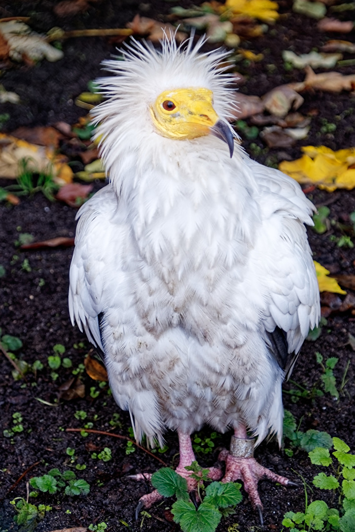 Schmutzgeier