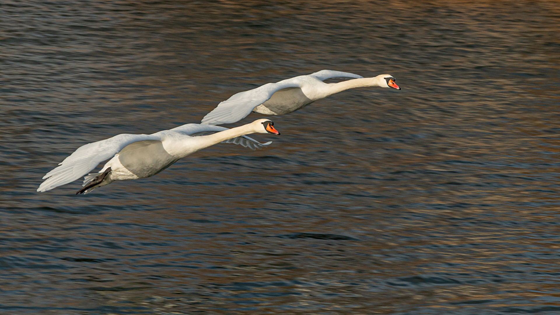 Vögel