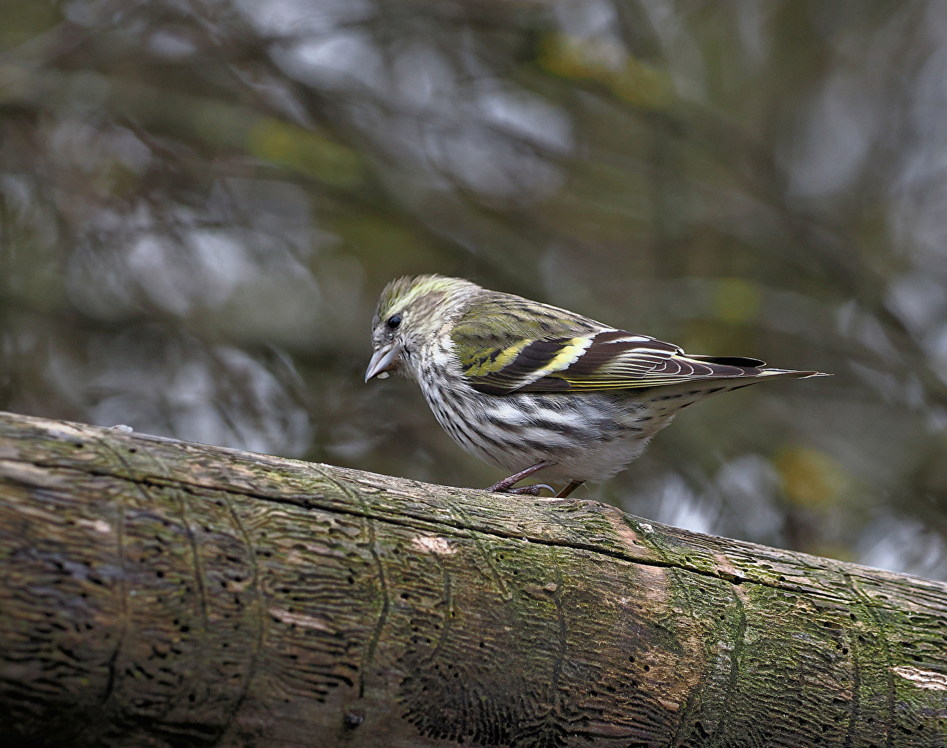 Erlenzeisig (Spinus spinus ) Weibchen