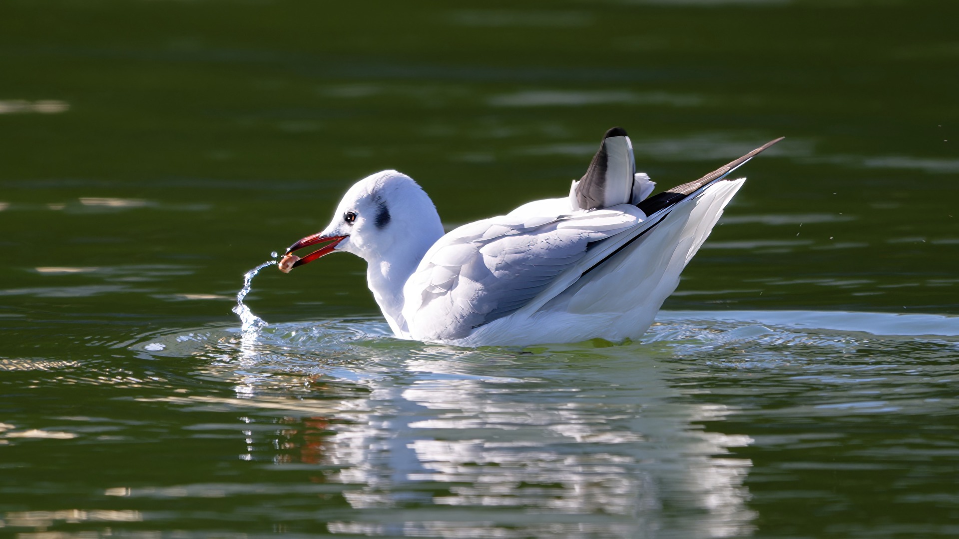 Lachmöwe mit Fischlein im Schnabel