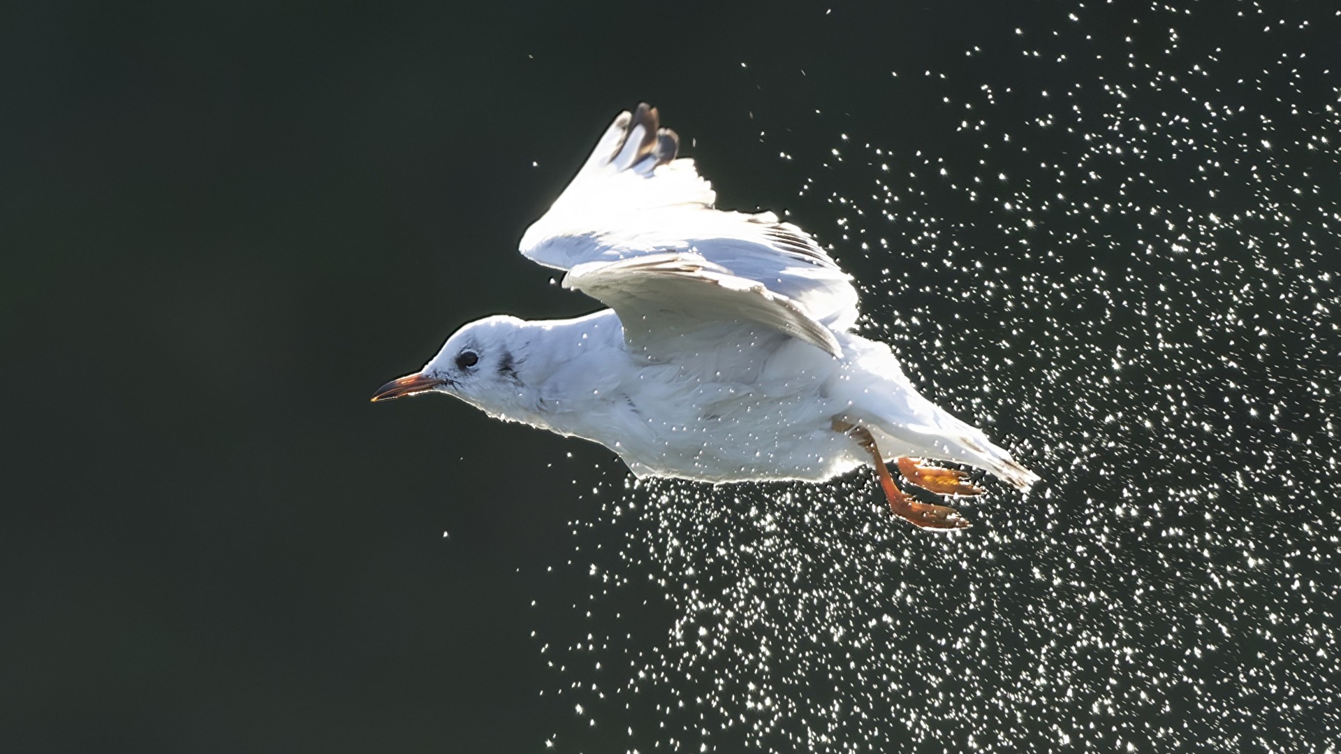 Lachmöwe startet aus dem Wasser