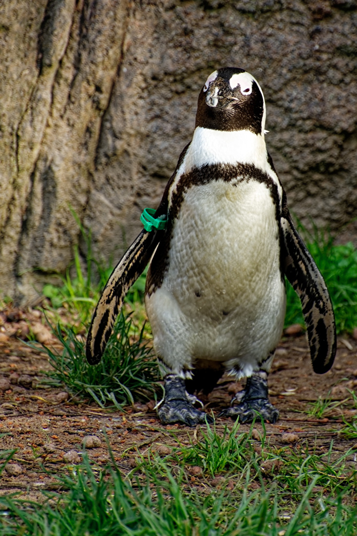 Pinguin