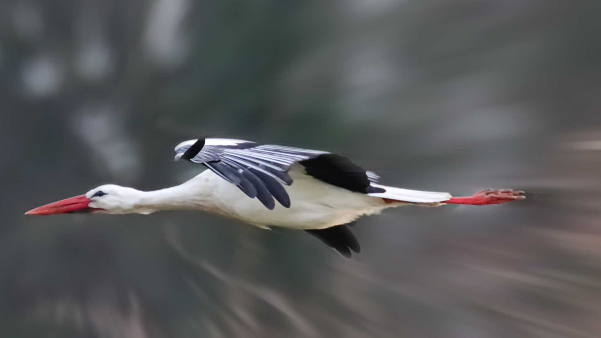 Storch im Flug . . .