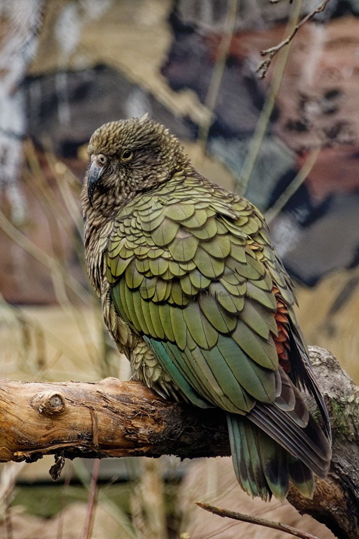 Kea