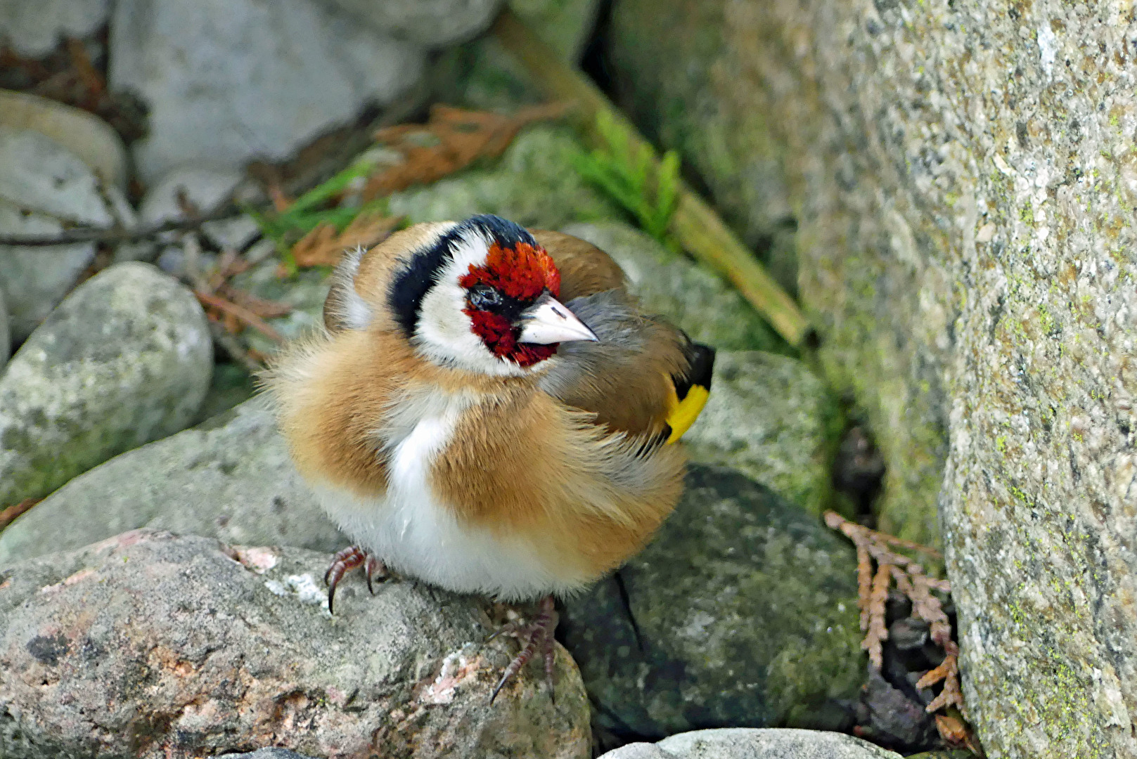 Stieglitz / Distelfink (Carduelis carduelis)