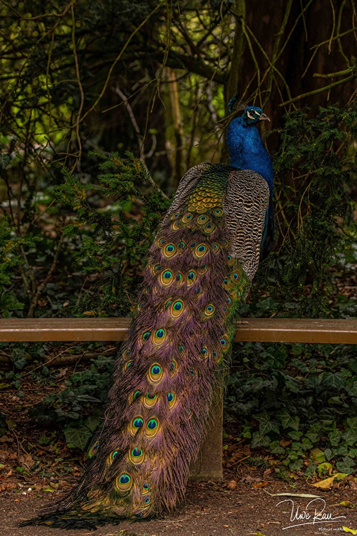 Pfau