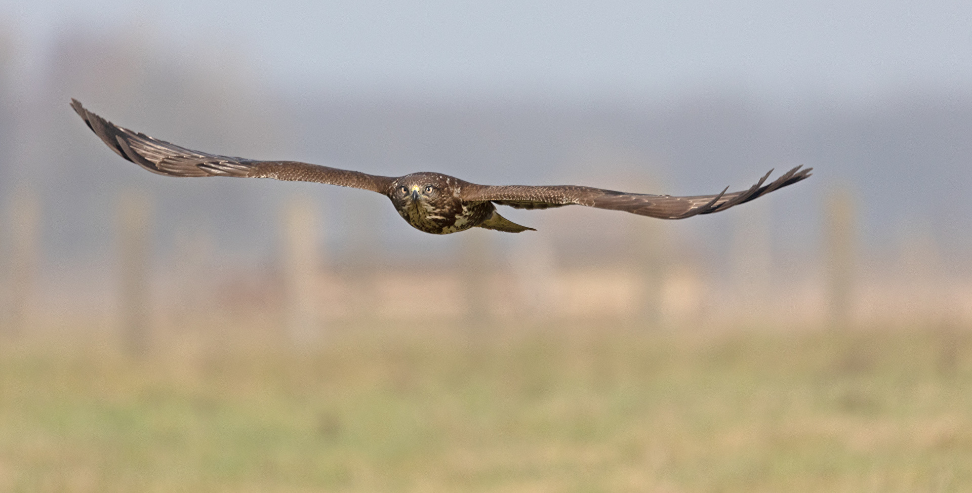 Bussard