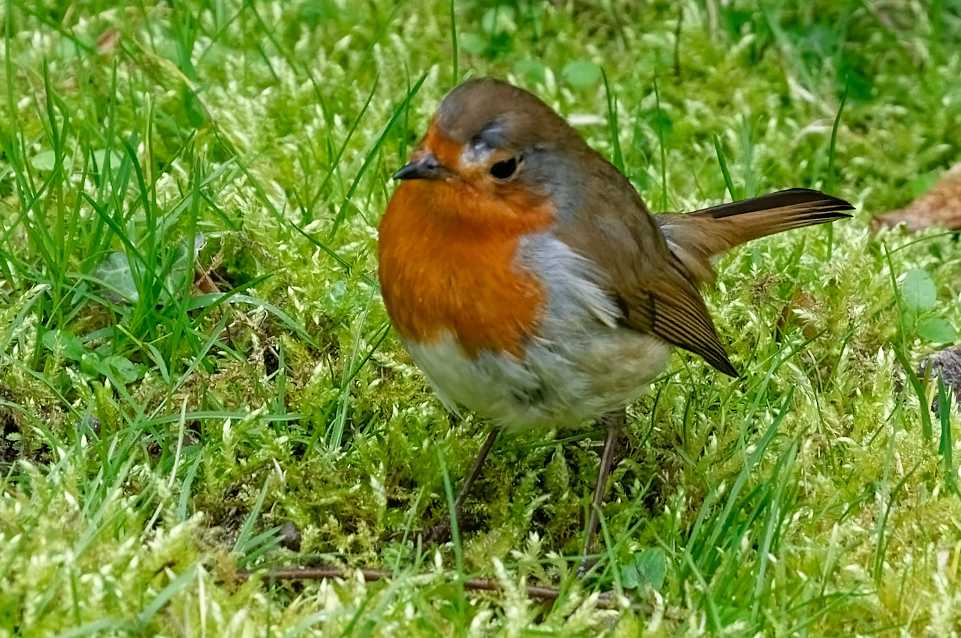 Rotkehlchen