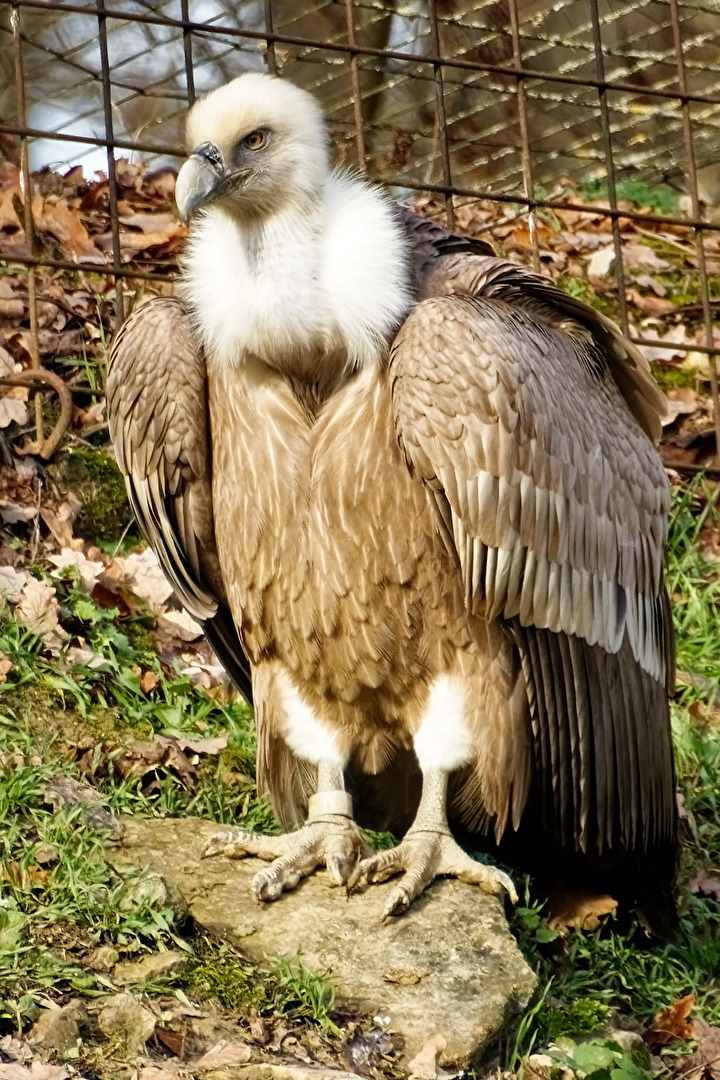 Gänsegeier