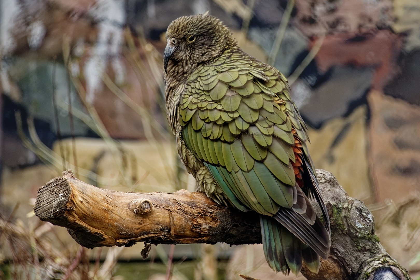 Kea