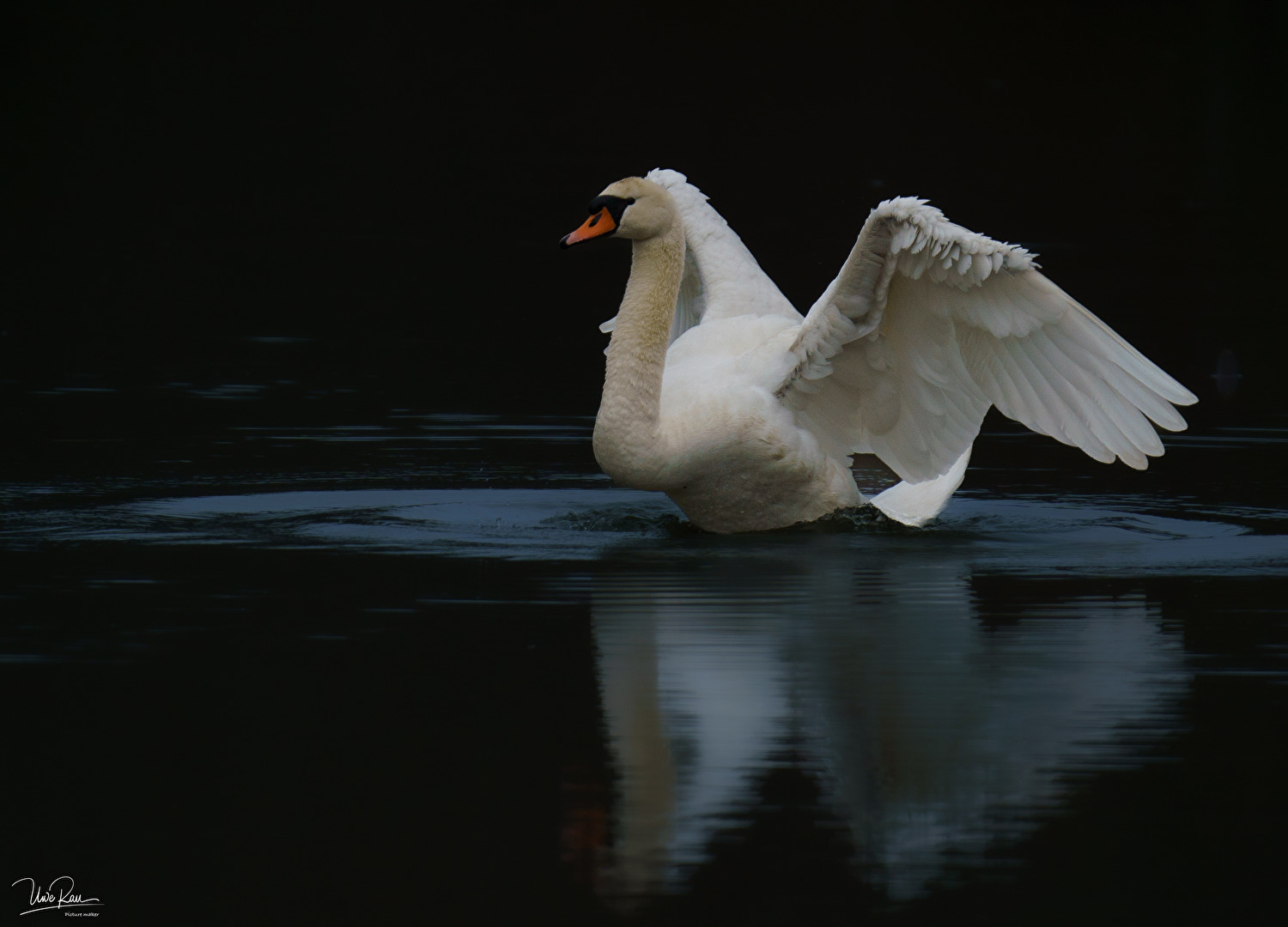 Tja,ein Schwan