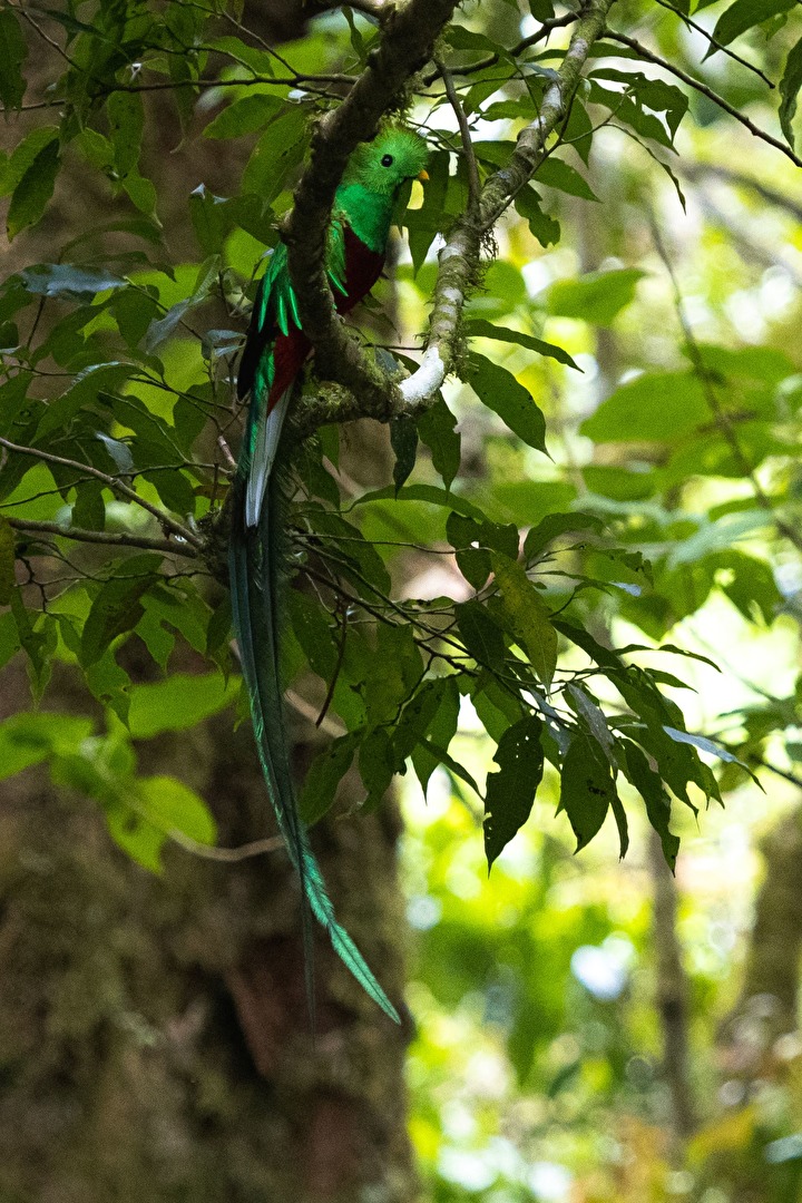 Quetzal