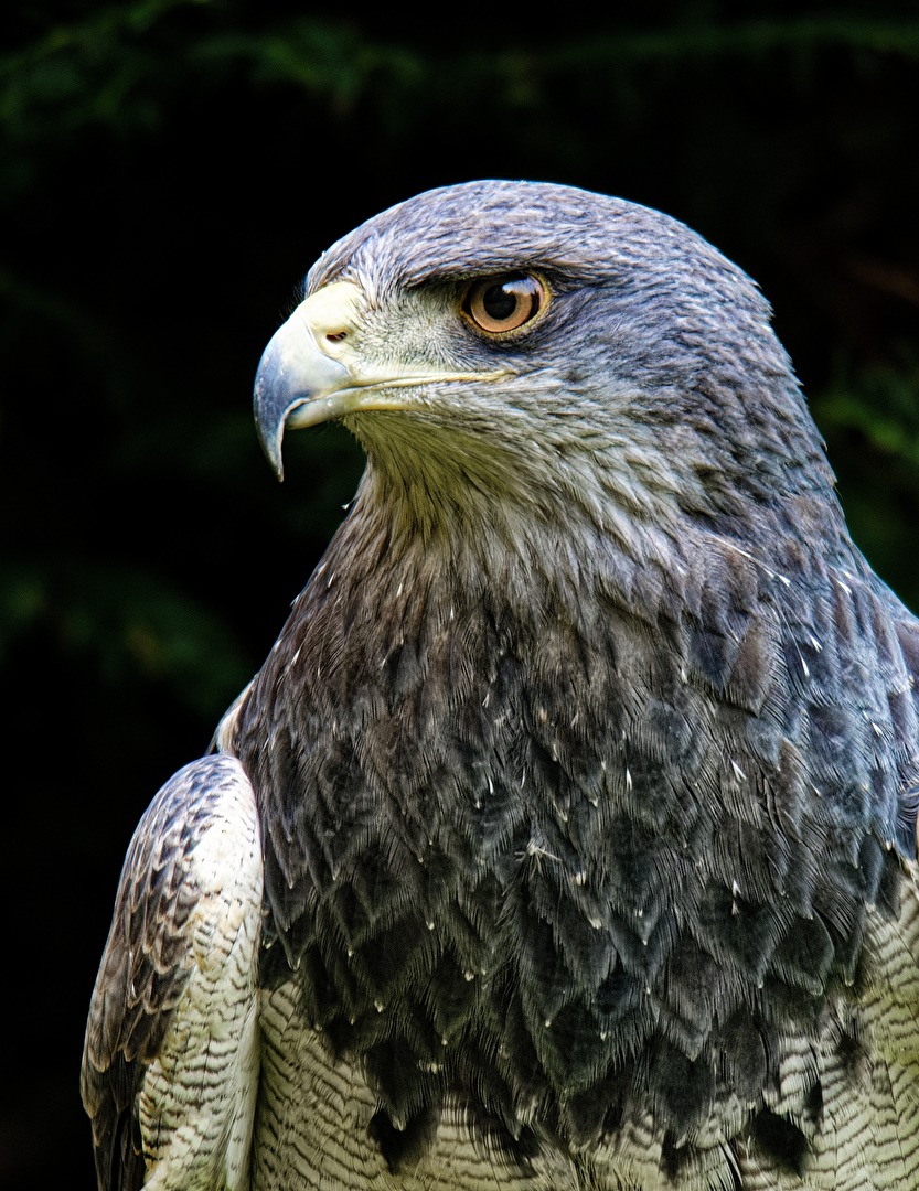 Portraitstunde - Aguja oder Blaubussard