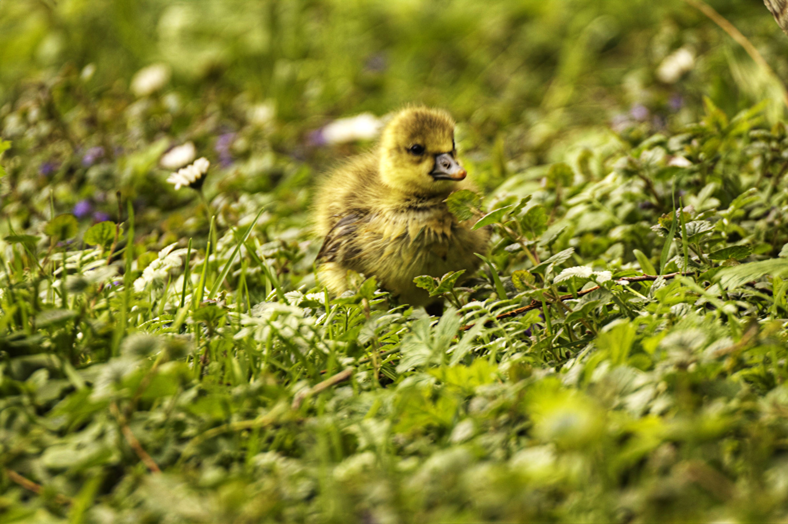 Nachwuchs auf Ausflug
