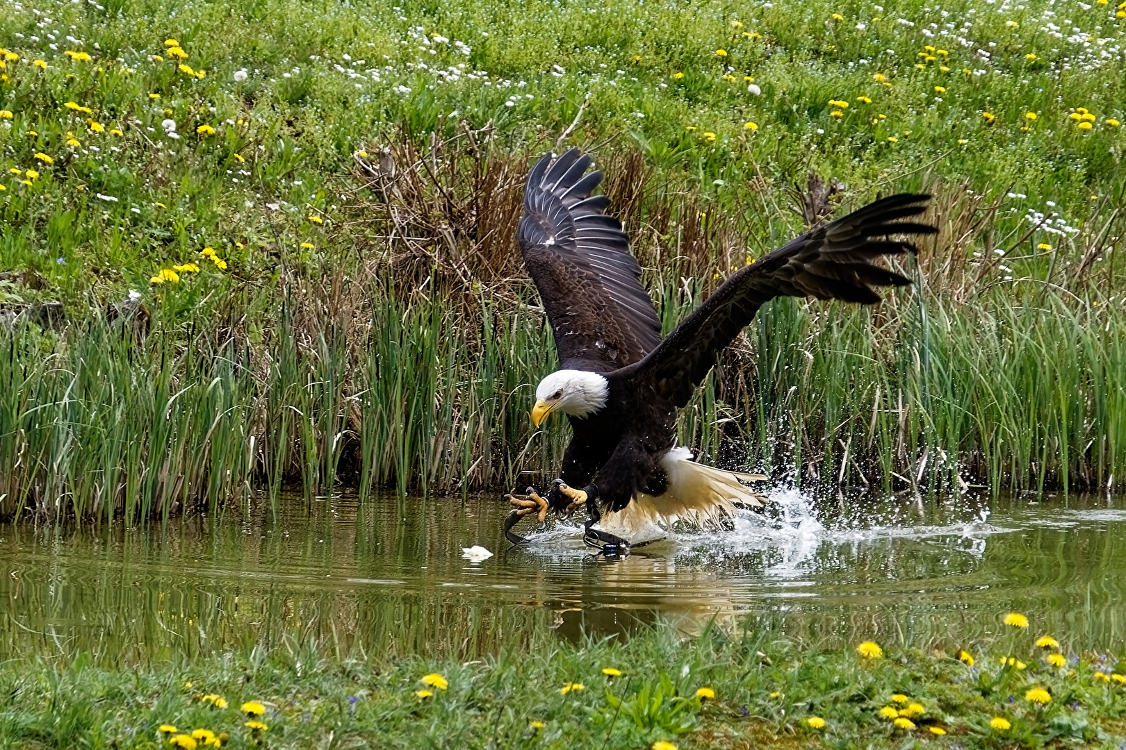 Schreiseeadler