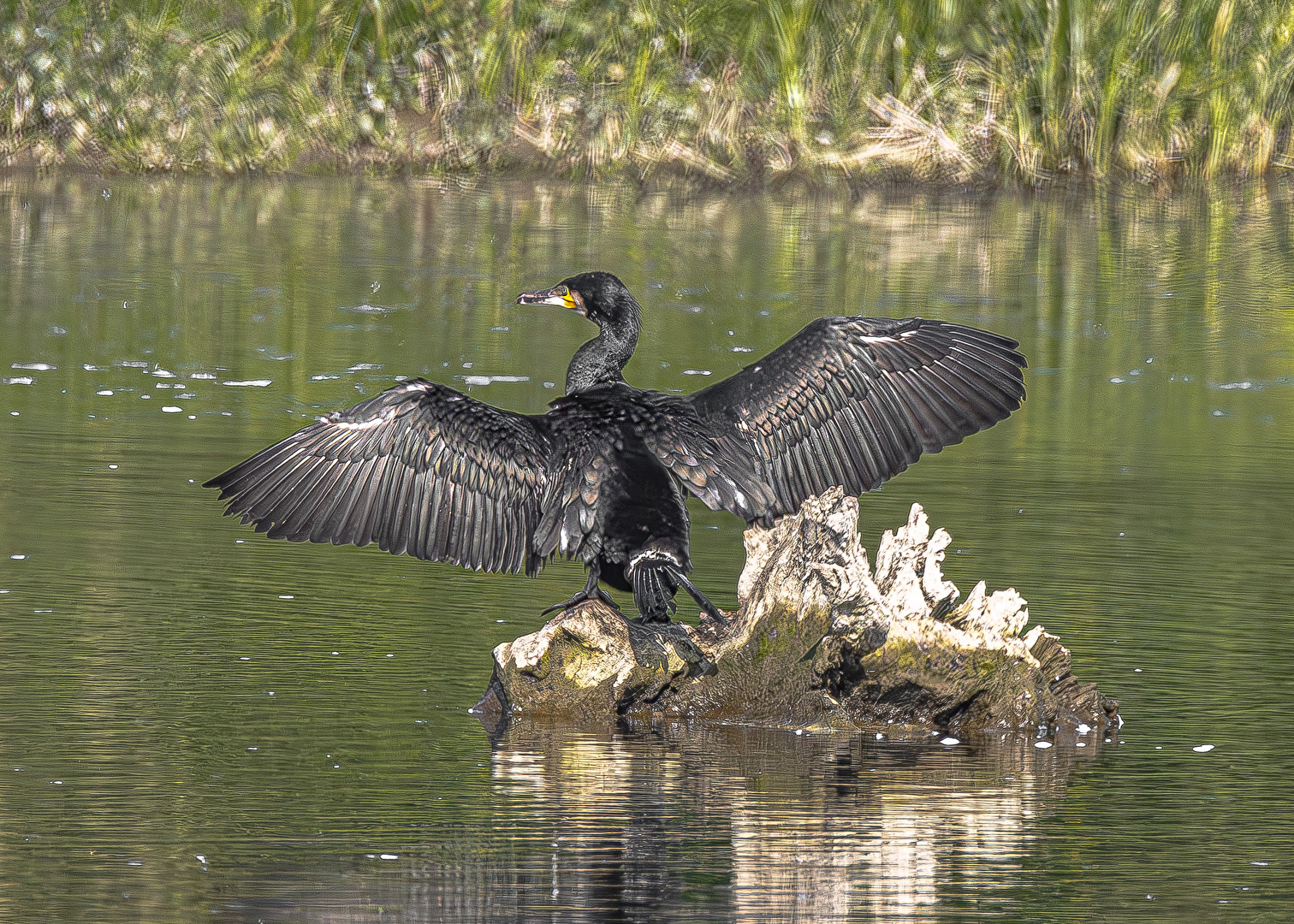 KORMORAN  in der Abendsonne . . .