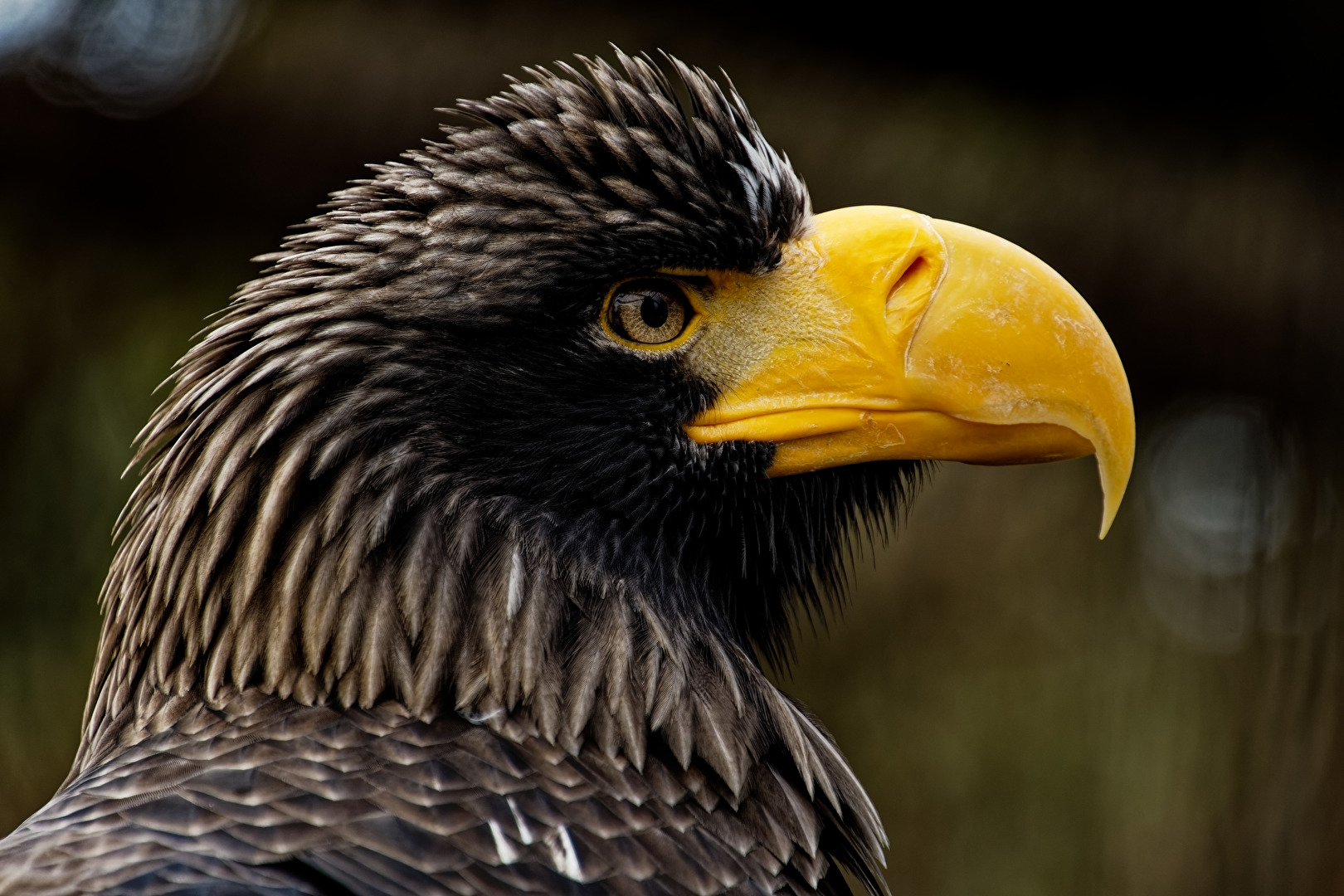 Riesenseeadler