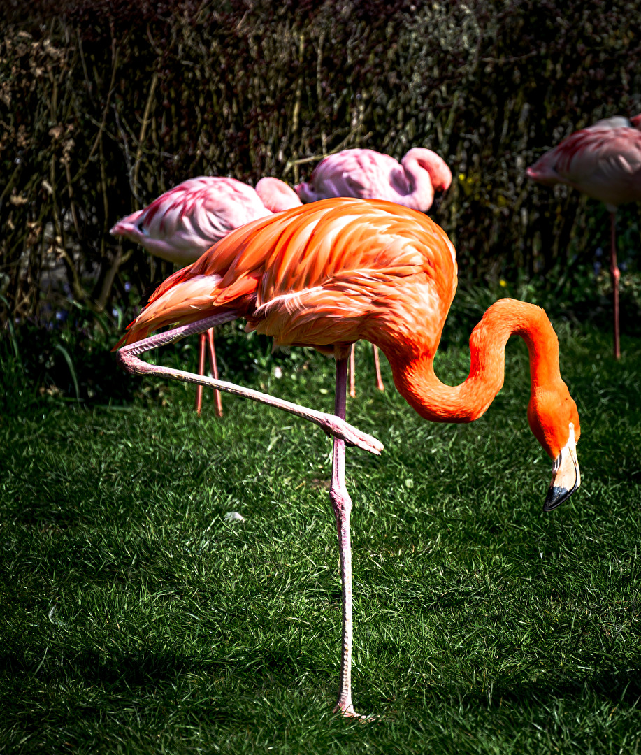 Flamingo