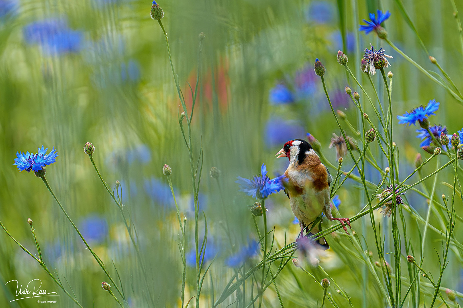 Stieglitz zwischen den blauen Kornblumen