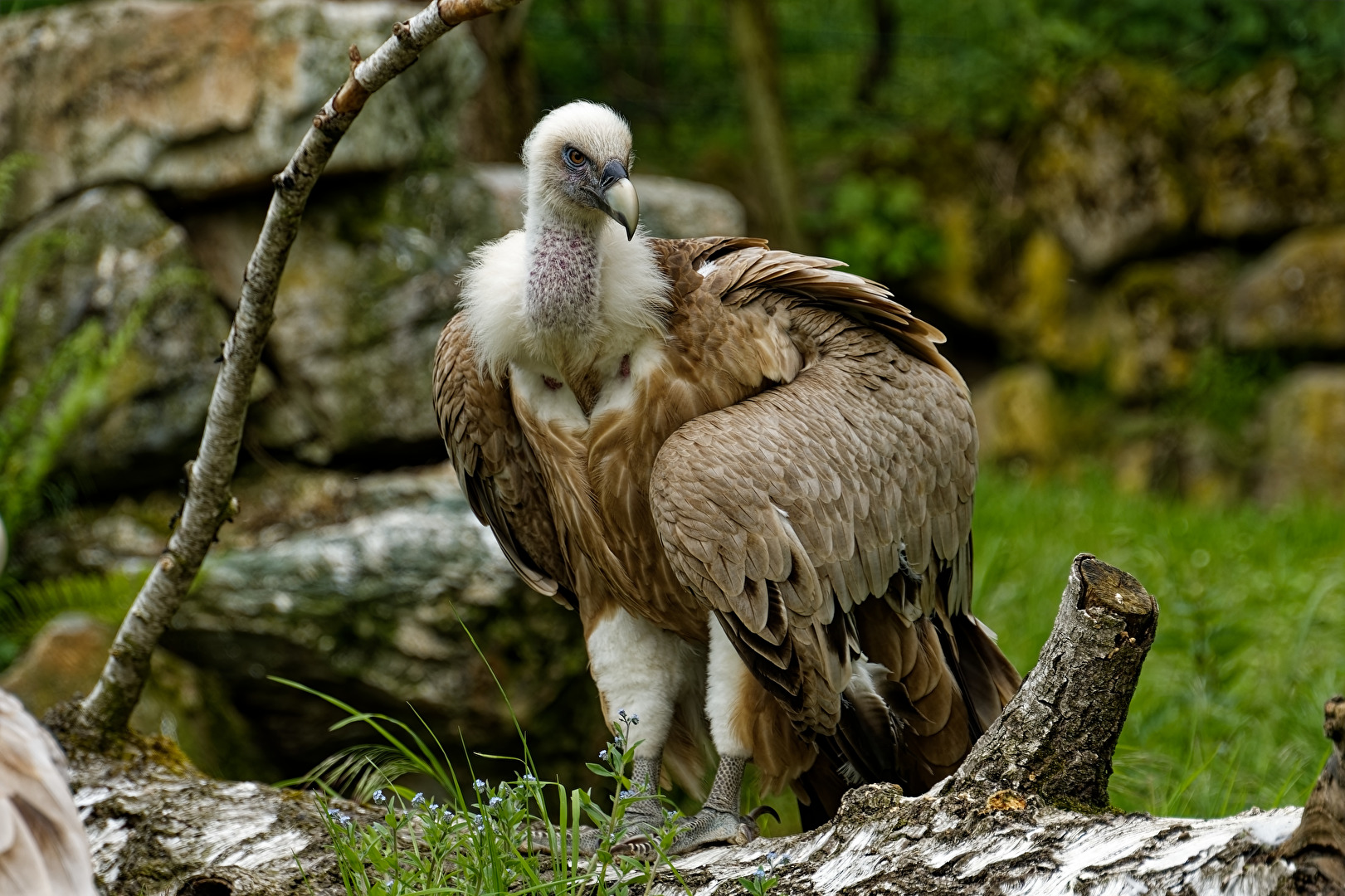 Gänsegeier