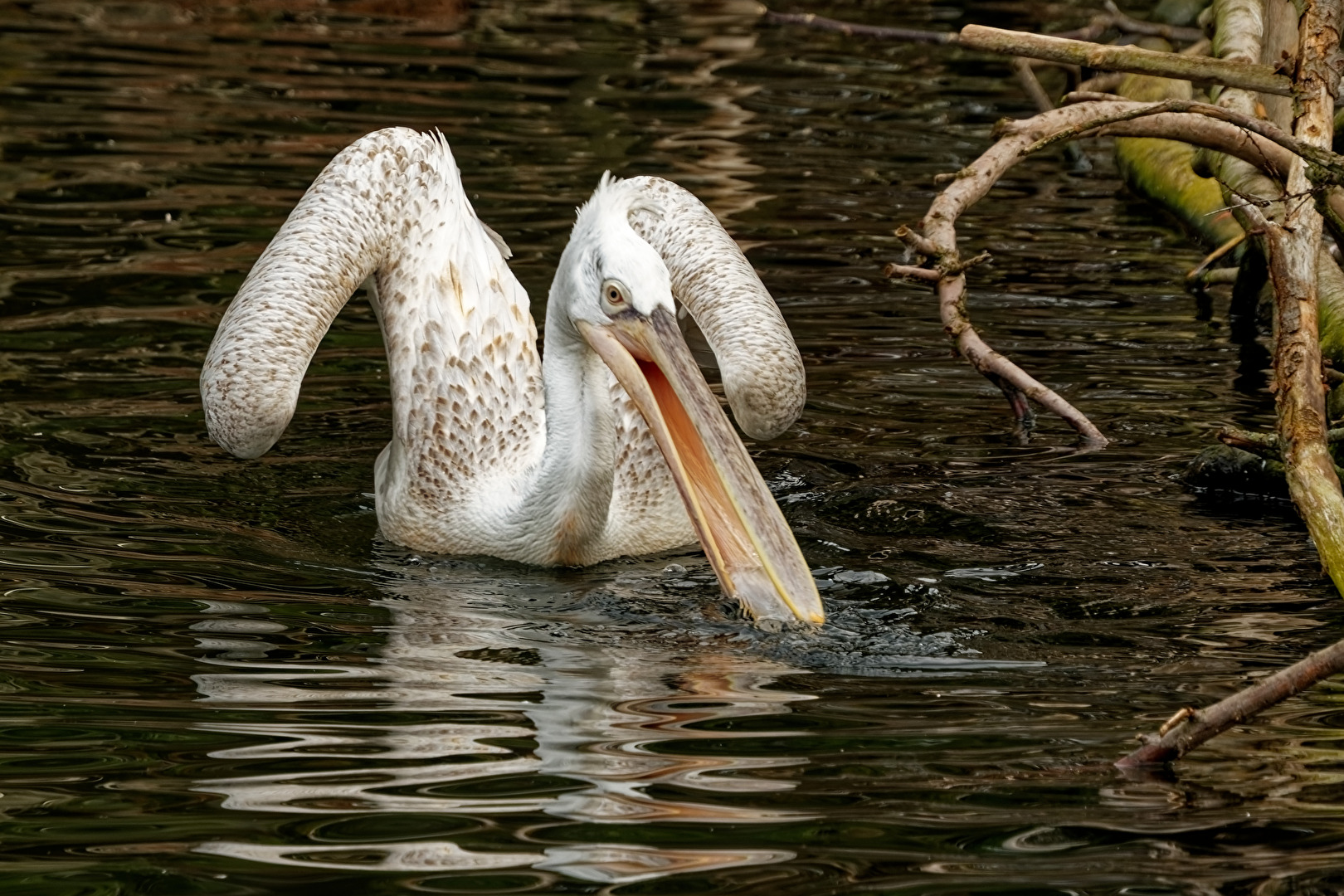 Pelikan