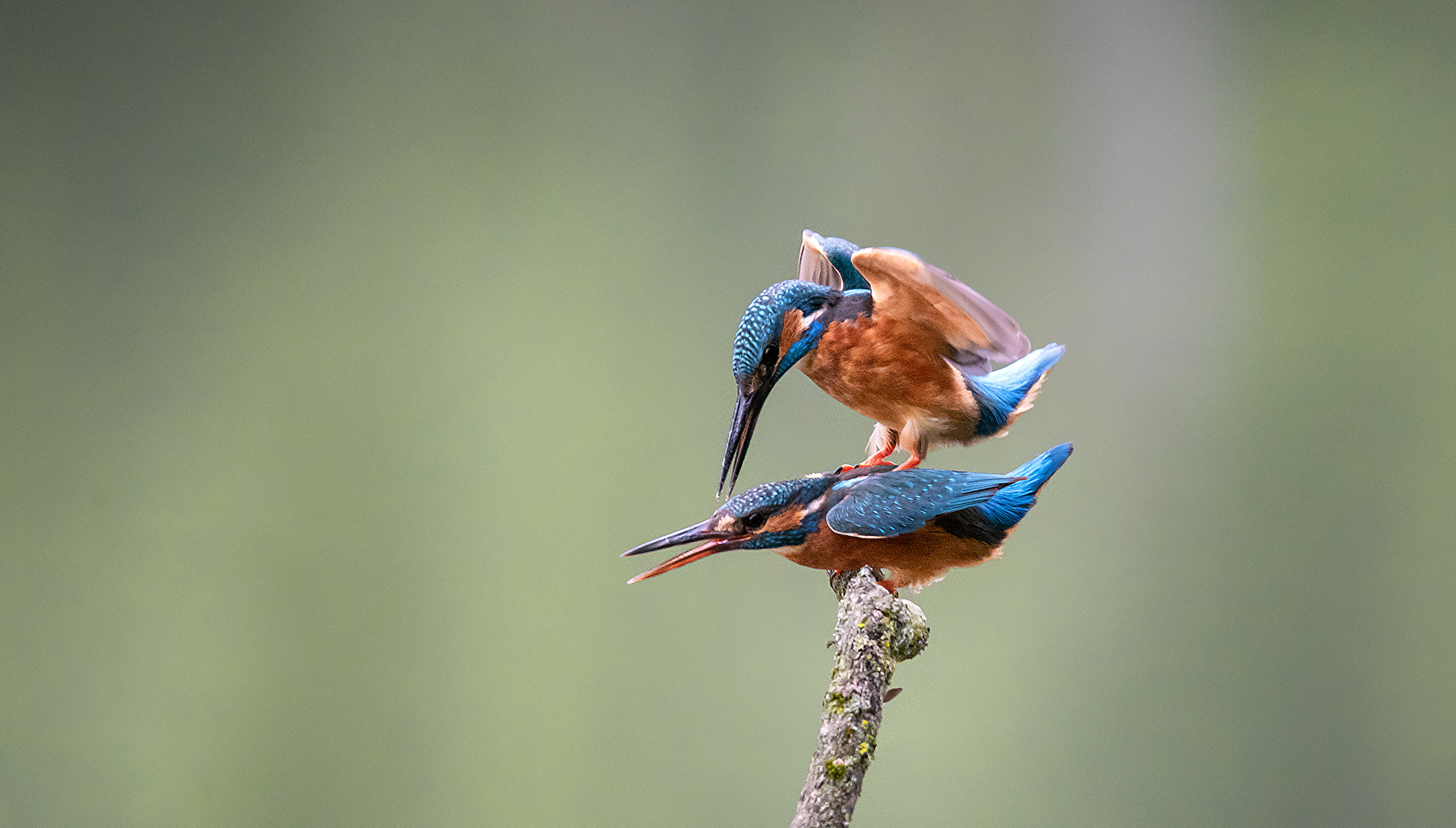 Eisvogel